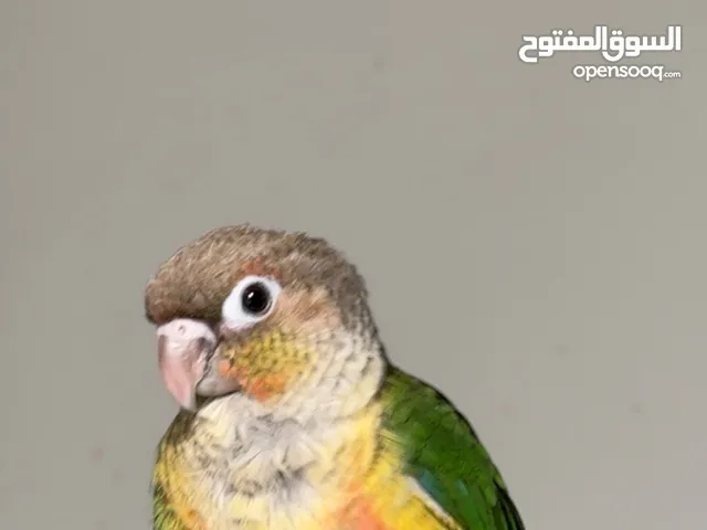 فرخ كنيور جرين شك