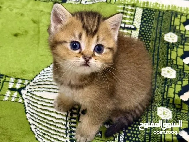 قطط تشوكليت سكوتش بريتش ستريت ميديوم هير لونك هير لونك هير بني ذكور واناث راغدول بيور هملايا وراغدوا