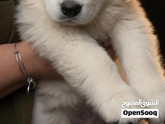جولدن اعلى مواصفات