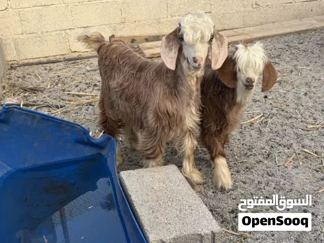 تيوس/ جدايا / صخلات
