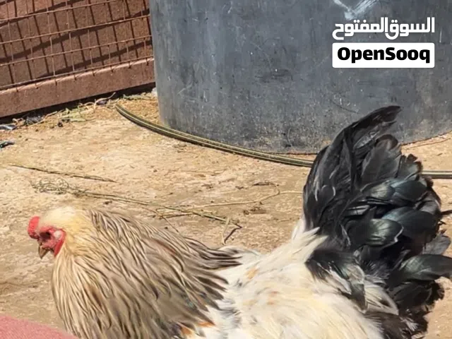 بسم الله الرحمن الرحيم يتوفر طقم براهما