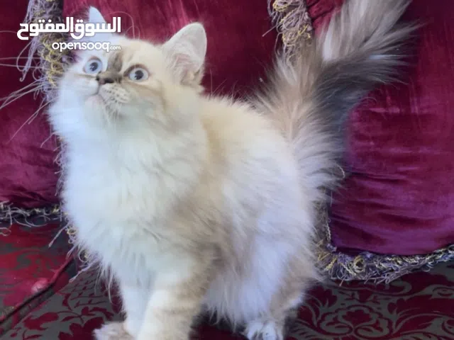 هيمالايا عيون زرق جمال ومستوى قوي لعوب جداً ومرح ونشيط و يحب الاطفال متعود على اللتر بوكس