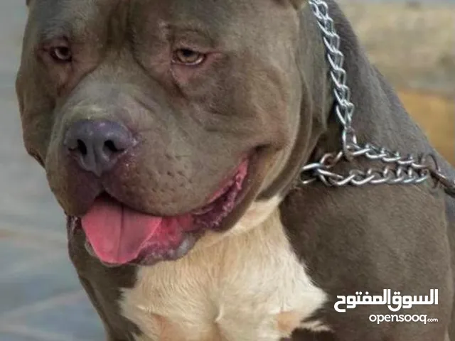 كلاب بيتبول للبيع او التبني في السعودية : كلب بيتبول : افضل سعر