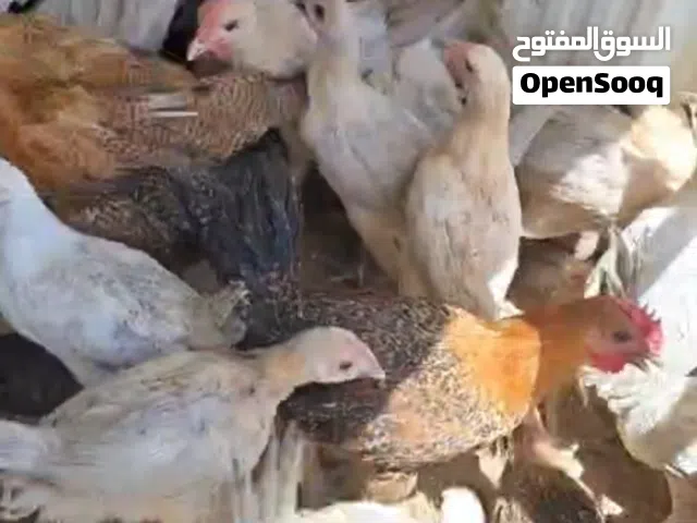فروخ دجاج وفروخ بط متوفرة للبيع.