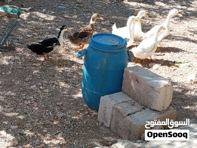 بط للبيع الحبه على 5