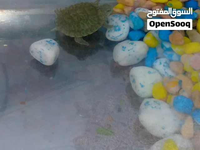 اسماك زينه وسلحفة مائية. الرجاء التواصل عبر الواتس او على رسائل الرجاء عدم الإحراج