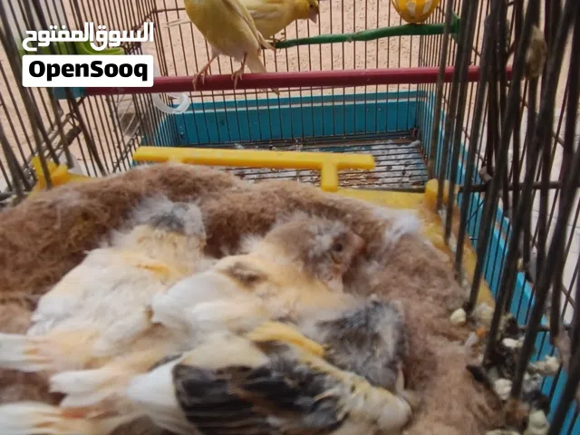كوبية كناري تحتها 3 فروخ