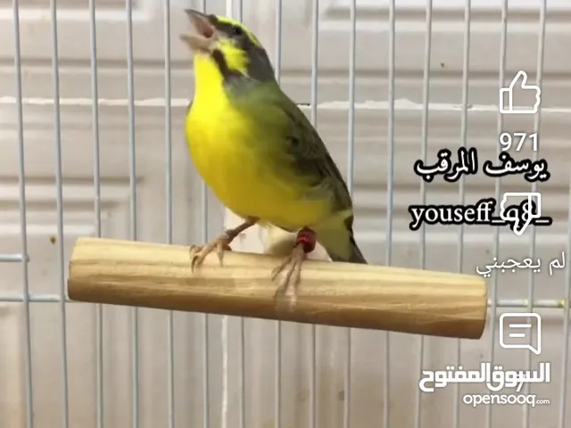 جوزين ياسمين موزنيقي جاهزات عمرهن سنه ونص صحه ونظافه