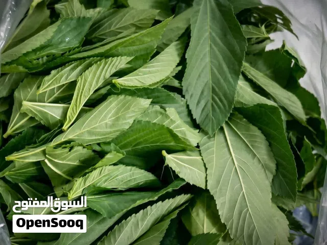 ملوخيه ورق مفرز