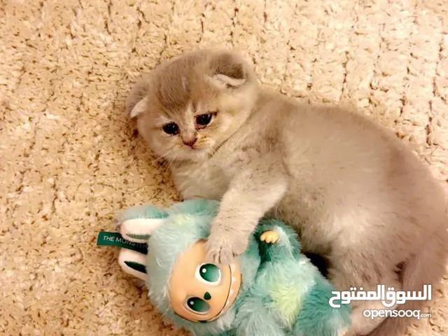 سكوتش فولد العمر 50 يوم