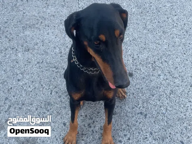 كلب دوبرمان 3 اشهر أليف