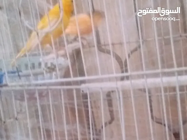 بيع جوز كنار جهازت البيض موجود جوزين حب
