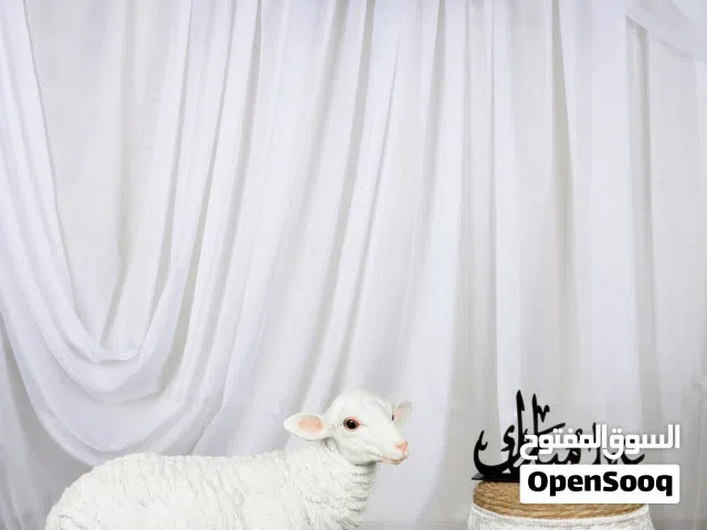 تصوير عيدالاضحى. ( Maroosh.photo_bh الإنستقرام. )