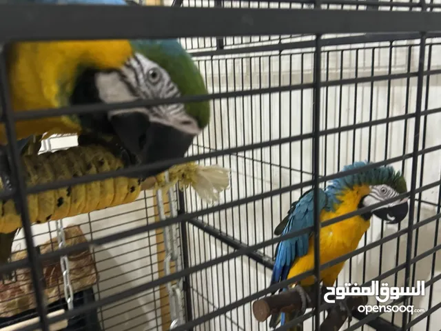 مطلوب زوج مكاو بالتحاليل - 2 Macaws requested