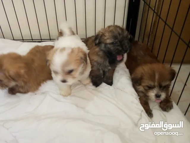 4 male puppies for sale BD 10 for one if all four together price is going to be BD 25