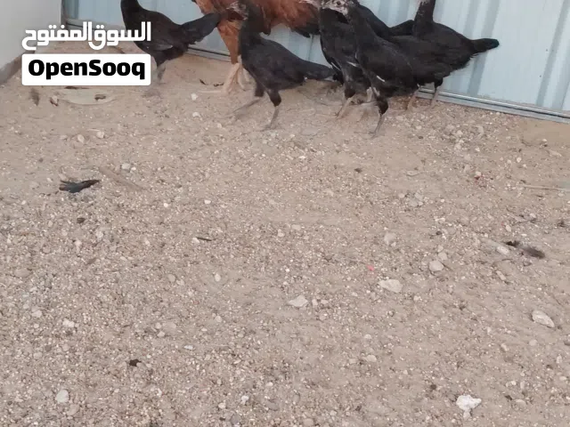 للبيع دجاجه هنديه مع فروخه عددهم8