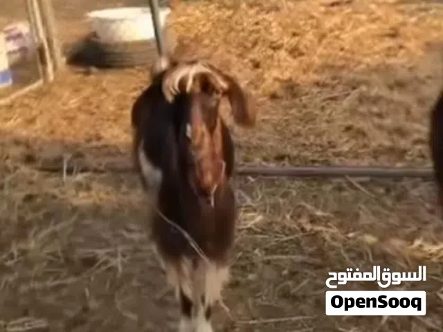 للبيع شاه اقرا الوصف...