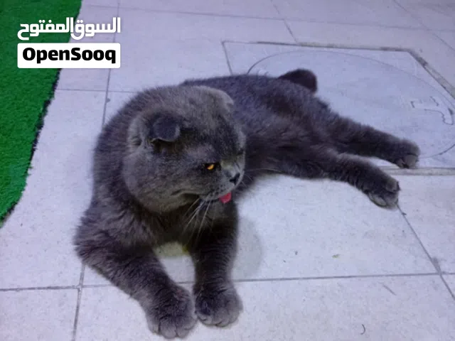 قط سكوتش فولد نضيف للبيع