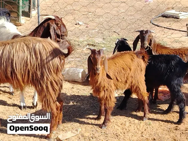 3معزات عربيات تحتهم زوز جديان واعناق راويات عمرهم 4 شهور تقريبا مكانهم صبراتة يوجد توصيل حسب المكان