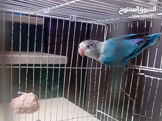 انثى فيشر للبيع بمواصفات نارر وسعر كزيونيي اقرو الوصف بالكامل تفهمو
