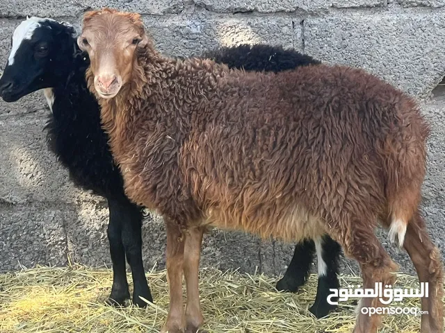 كبشان 2 + جعد عشرات 2 الكل عمانيات أحجام مرغوبه حلال طيب للتربيه جاهزات كل شي سليم
