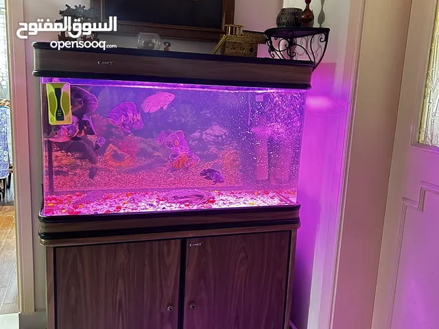 Fish aquarium for sale with fishes