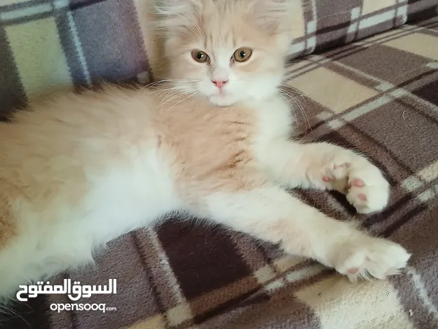 قط ذكر شنشيلا