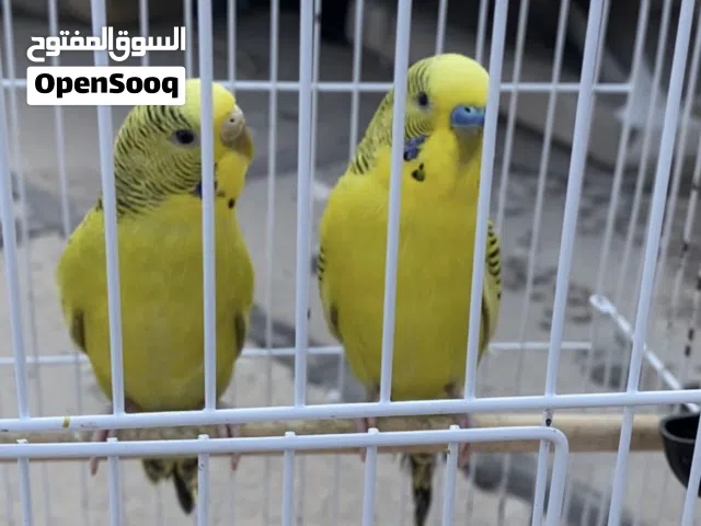 طيور حب بادجي كلير بودي