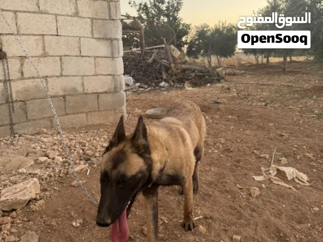 بلجيكي مالينوا