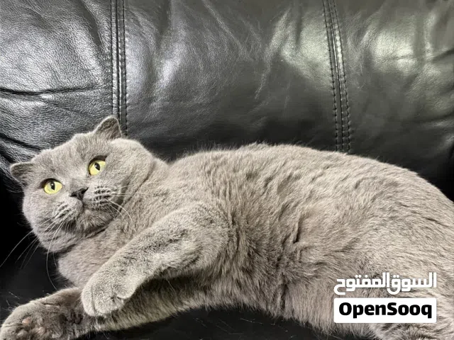 Scottish Fold Female Adult