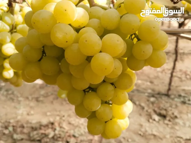 فرصة استثمارية في مجال استيراد الفواكة في مدة زمنية قصيرة
