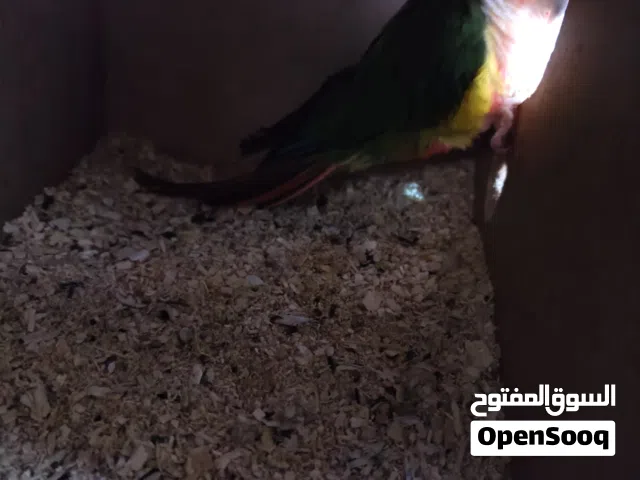 كنيور مراوس بكوكتيل جوا فراخ