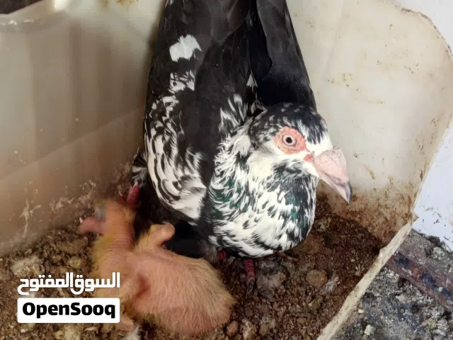 جوزبن حمام شغالين