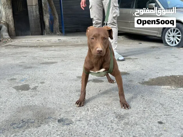 كلب بيتبول للبيع