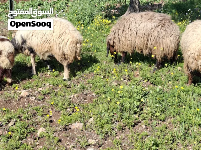 غنم درار للبيع جمع نضيف واحده حبات