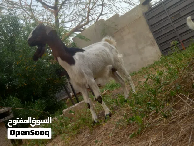 عنزتين وحده اربعه امهجنا علي المالطي تحته اتنين اعنيق اعمارهم تلاته اشهور والتانيه مش امبدله كل يو