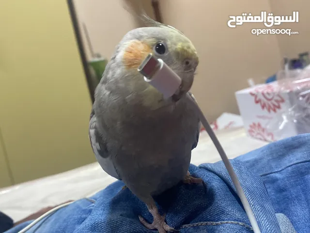 للبيع طير كوكتيل اليف ويصلح للأطفال واتس أب