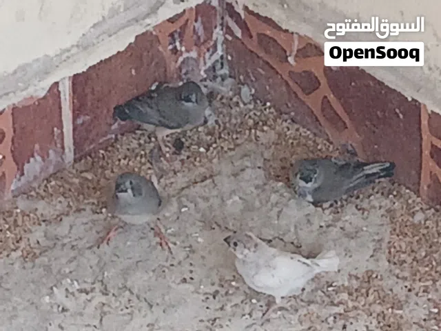 زيبرا للبيع