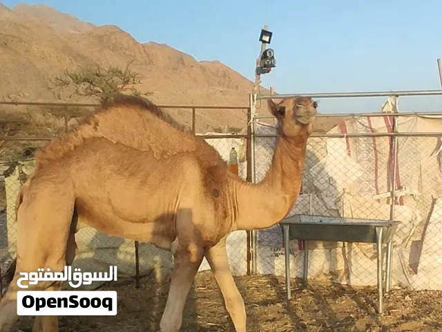 جعود انتاج ركض