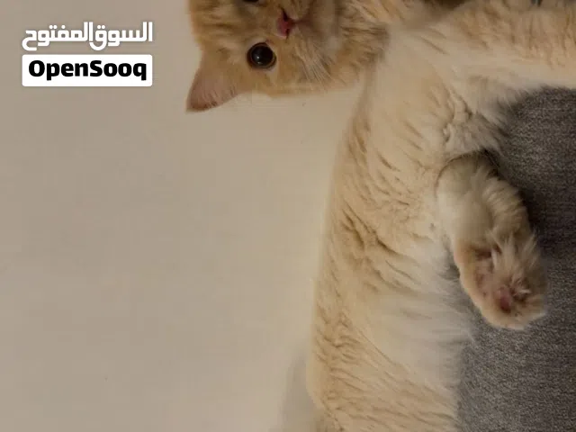 للبيع قطّ مكس 5شهور