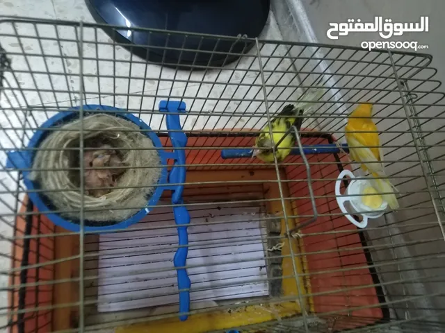 جوز كنارات مع قفصهم للبيع معهم ثلث فراخ