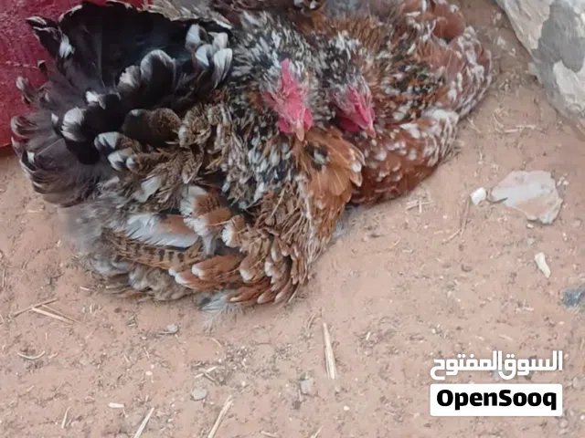زوز دجاجة كركرت ربي ايبرك