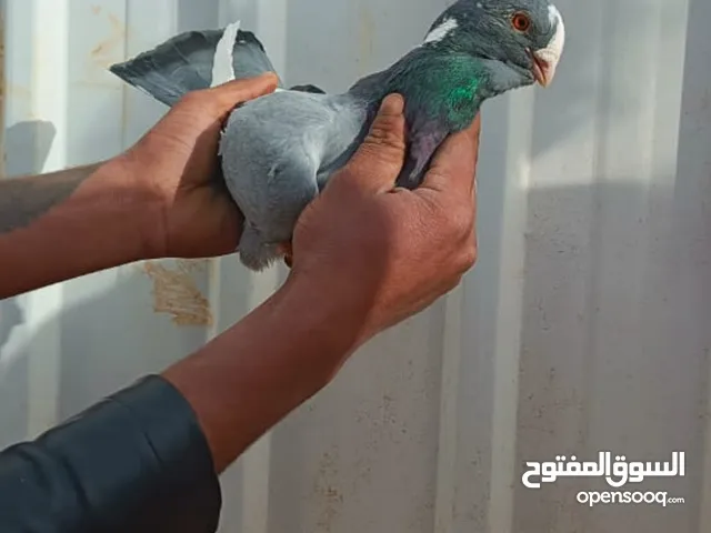 ما شاء الله جوز بلق نخب اول