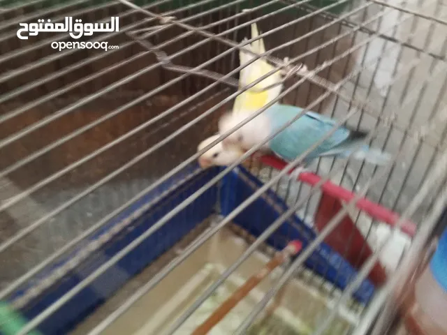 طيور للبيع