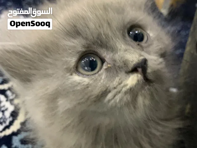 للبيع قط كيتن العمر شهرين