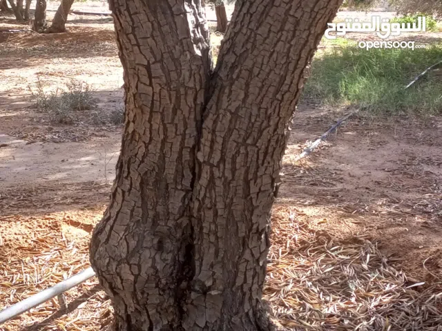 موجود اشجار زيتون للبيع معمره احجام مختلفه