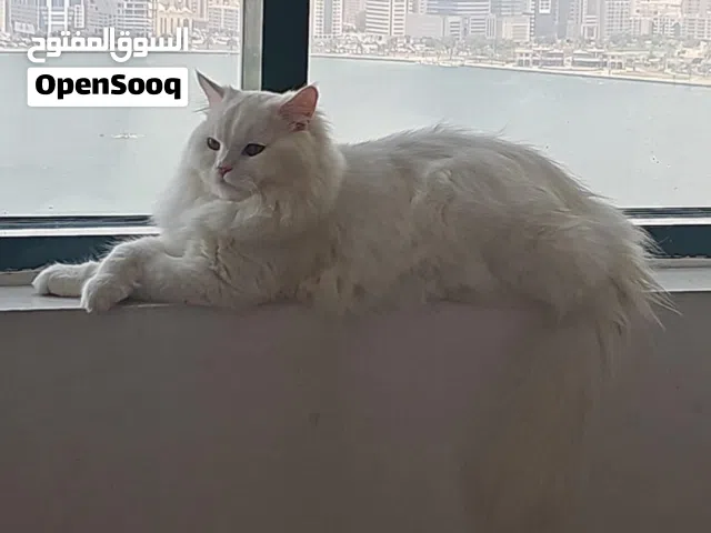 للتبني المجاني     male cat tall hair for free adoption