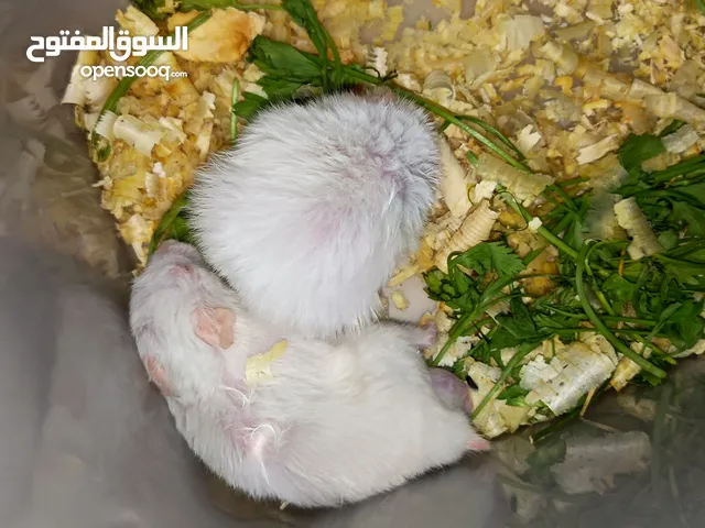 هامستر زواج