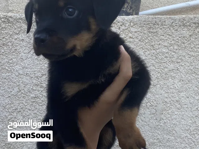 كلب روت وايلر