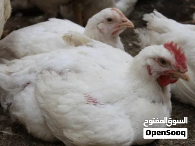 دجاج لاحم للبيع